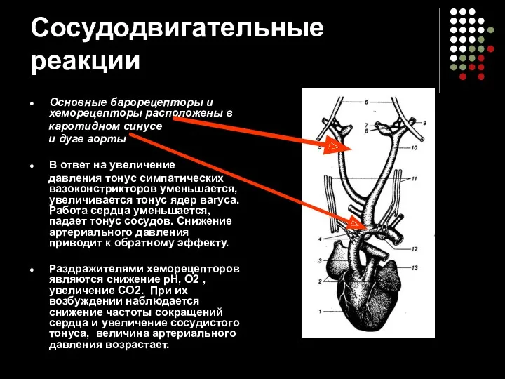 Сосудодвигательные реакции Основные барорецепторы и хеморецепторы расположены в каротидном синусе