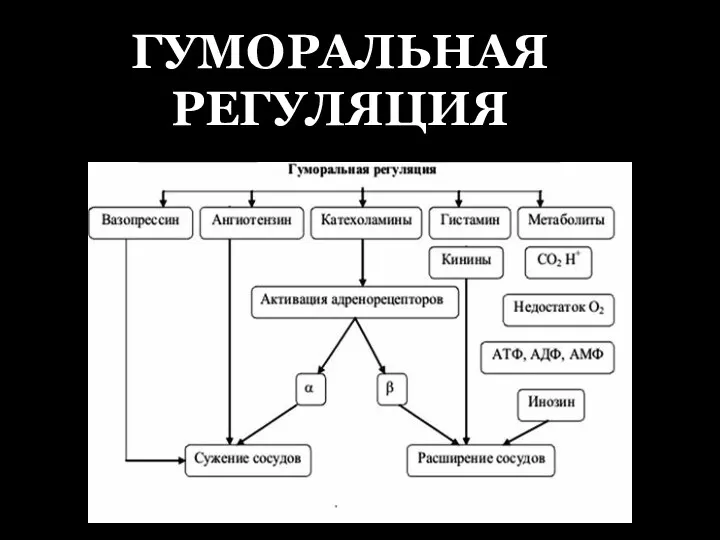 ГУМОРАЛЬНАЯ РЕГУЛЯЦИЯ