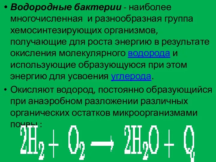 Водородные бактерии - наиболее многочисленная и разнообразная группа хемосинтезирующих организмов,