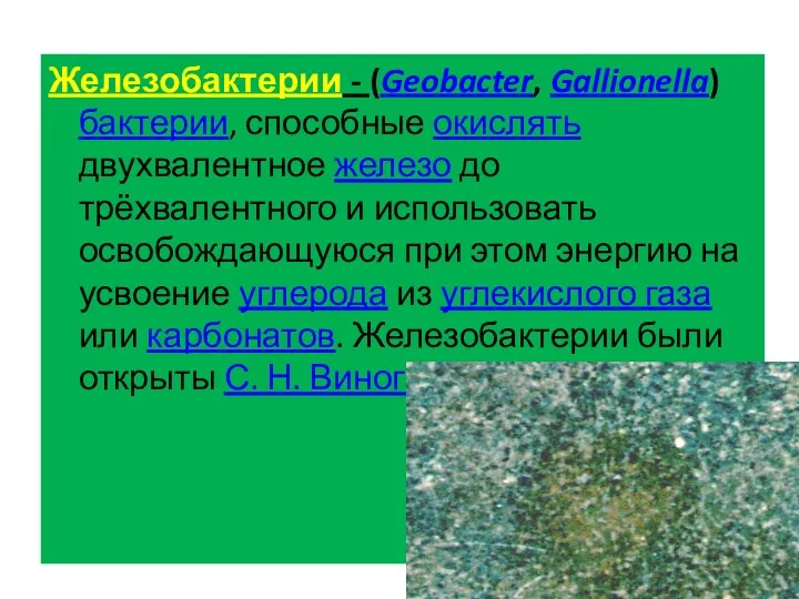 Железобактерии - (Geobacter, Gallionella) бактерии, способные окислять двухвалентное железо до