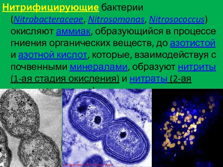 Нитрифицирующие бактерии (Nitrobacteraceae, Nitrosomonas, Nitrosococcus) окисляют аммиак, образующийся в процессе