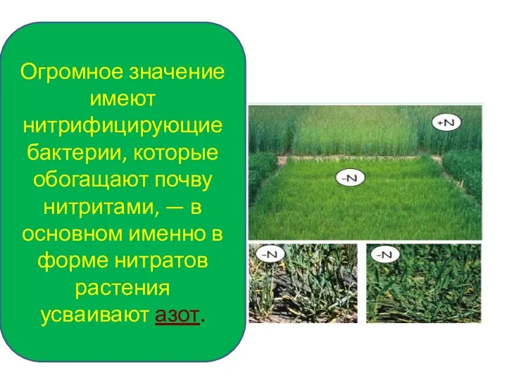 Огромное значение имеют нитрифицирующие бактерии, которые обогащают почву нитритами, —