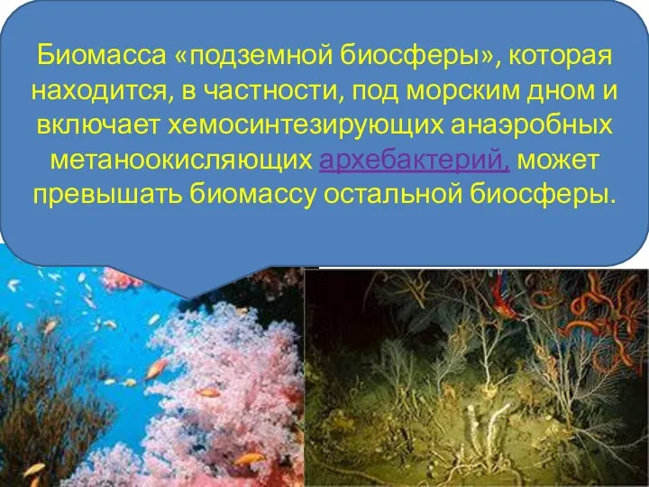 Биомасса «подземной биосферы», которая находится, в частности, под морским дном