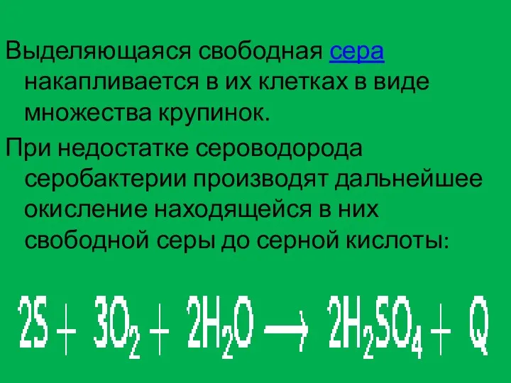 Выделяющаяся свободная сера накапливается в их клетках в виде множества