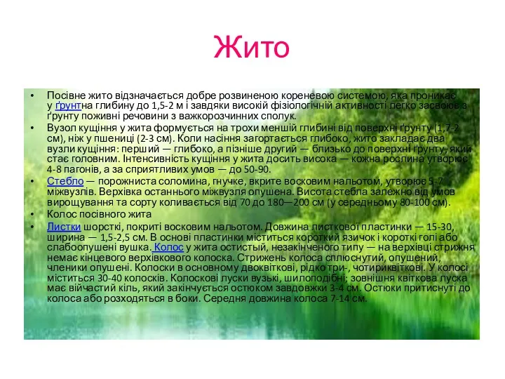 Жито Посівне жито відзначається добре розвиненою кореневою системою, яка проникає