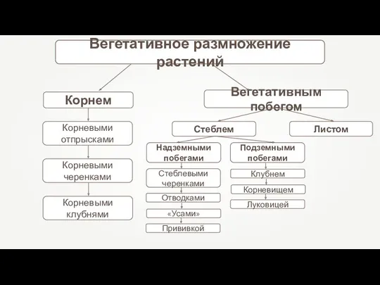 Вегетативное размножение растений