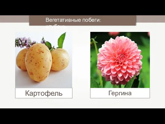 Вегетативные побеги: клубень Картофель Гергина