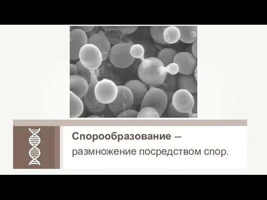 Спорообразование — размножение посредством спор.