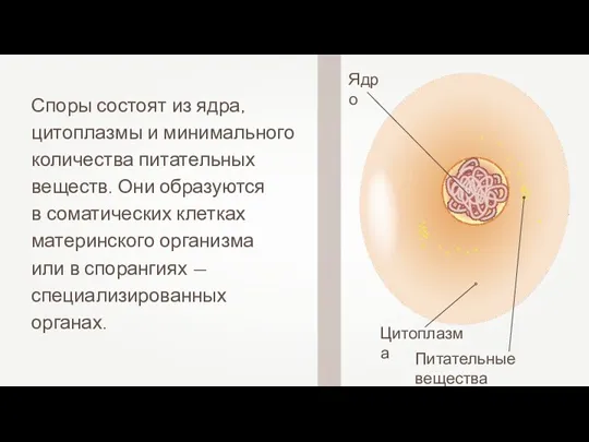 Споры состоят из ядра, цитоплазмы и минимального количества питательных веществ.