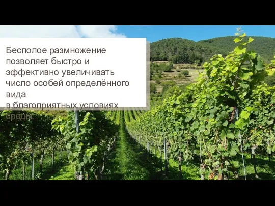 Бесполое размножение позволяет быстро и эффективно увеличивать число особей определённого вида в благоприятных условиях среды.