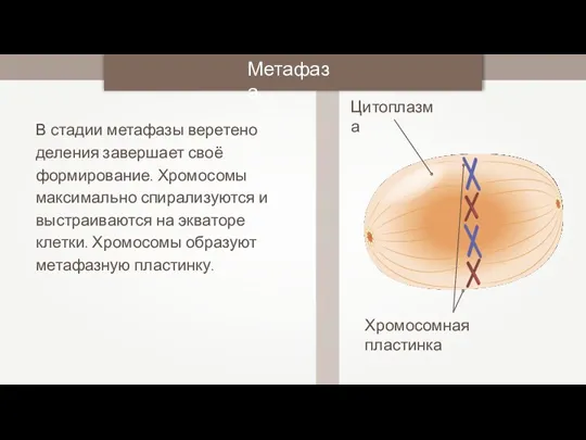 В стадии метафазы веретено деления завершает своё формирование. Хромосомы максимально