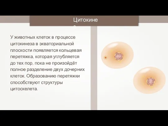 У животных клеток в процессе цитокинеза в экваториальной плоскости появляется