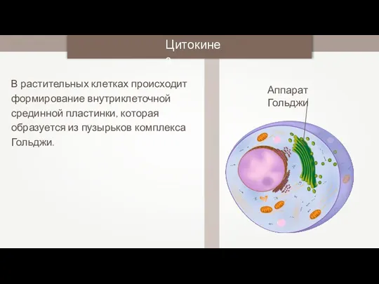 В растительных клетках происходит формирование внутриклеточной срединной пластинки, которая образуется из пузырьков комплекса Гольджи. Цитокинез