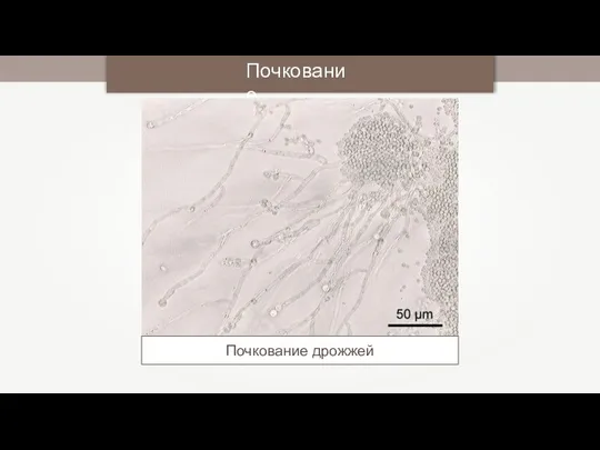 Почкование Почкование дрожжей Y tambe