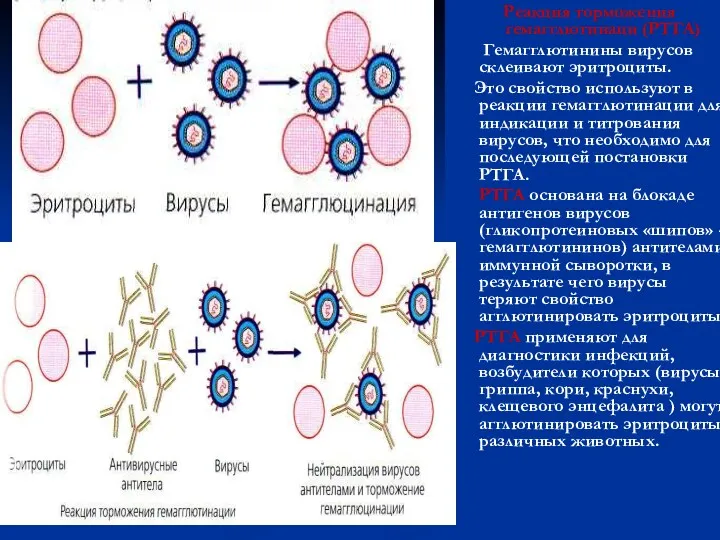 Реакция торможения гемагглютинаци (РТГА) Гемагглютинины вирусов склеивают эритроциты. Это свойство