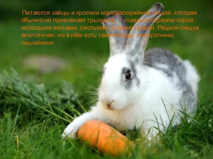 Питаются зайцы и кролики малокалорийной пищей, которая обычно не привлекает