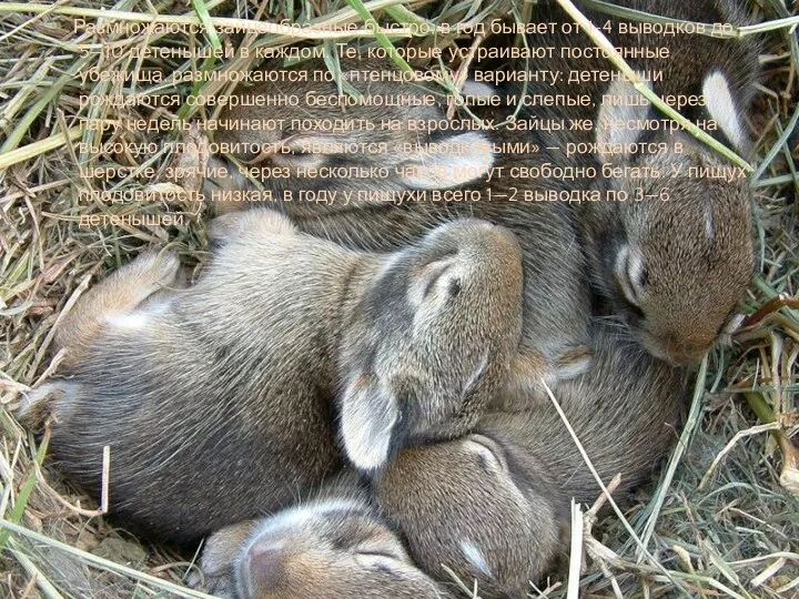 Размножаются зайцеобразные быстро, в год бывает от 1-4 выводков до