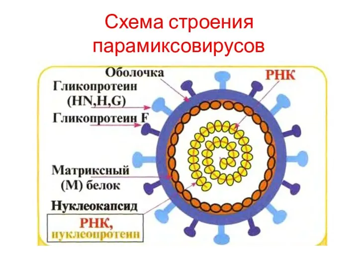 Схема строения парамиксовирусов