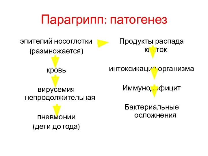 Парагрипп: патогенез эпителий носоглотки (размножается) кровь вирусемия непродолжительная пневмонии (дети