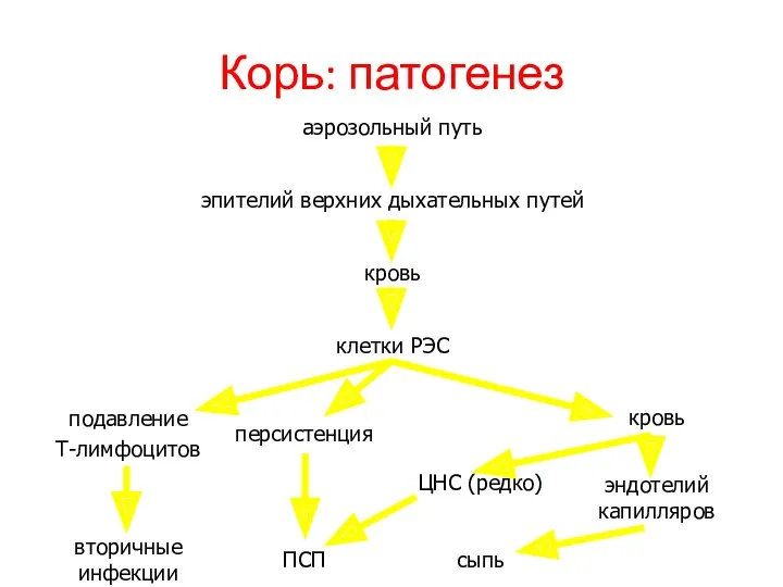 Корь: патогенез