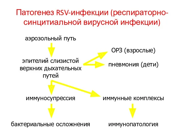 Патогенез RSV-инфекции (респираторно-синцитиальной вирусной инфекции)