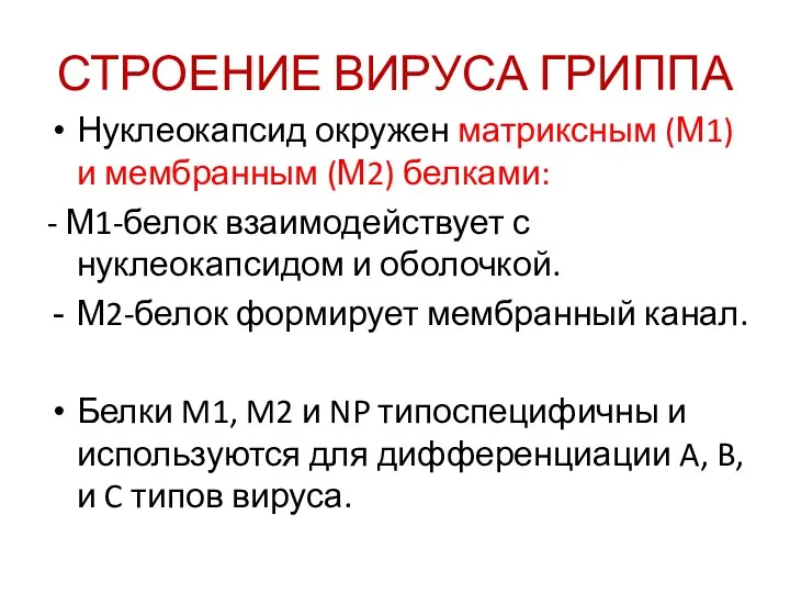 СТРОЕНИЕ ВИРУСА ГРИППА Нуклеокапсид окружен матриксным (М1) и мембранным (М2)