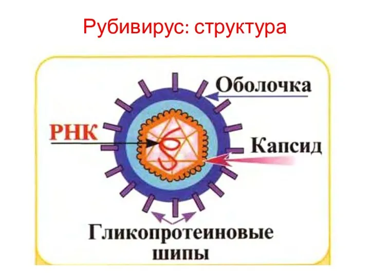 Рубивирус: структура