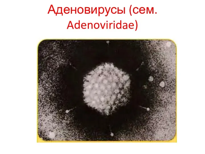 Аденовирусы (сем. Adenoviridae)