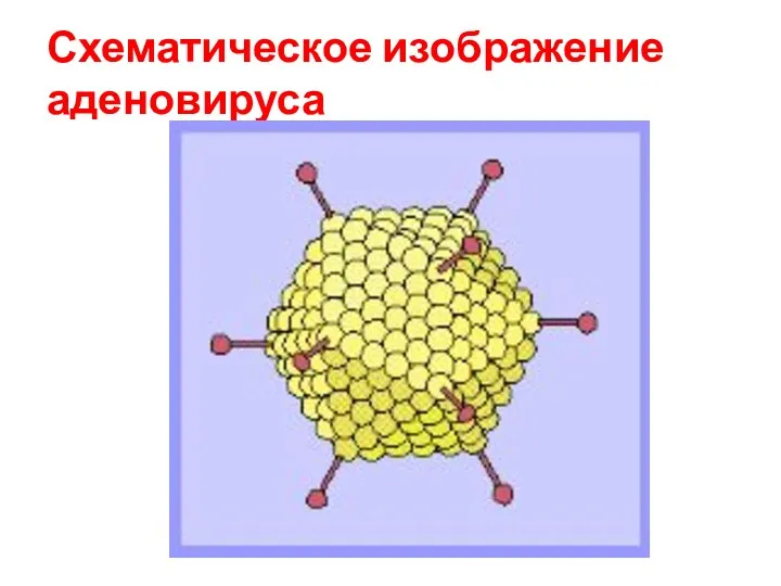 Схематическое изображение аденовируса