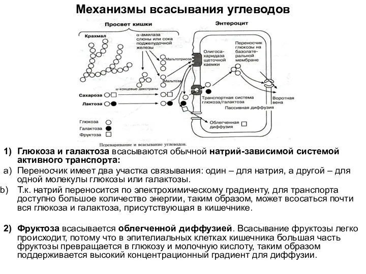 Механизмы всасывания углеводов 1) Глюкоза и галактоза всасываются обычной натрий-зависимой системой активного транспорта: