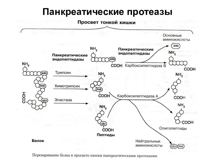 Панкреатические протеазы