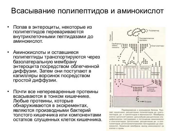 Всасывание полипептидов и аминокислот Попав в энтероциты, некоторые из полипептидов перевариваются внутриклеточными пептидазами