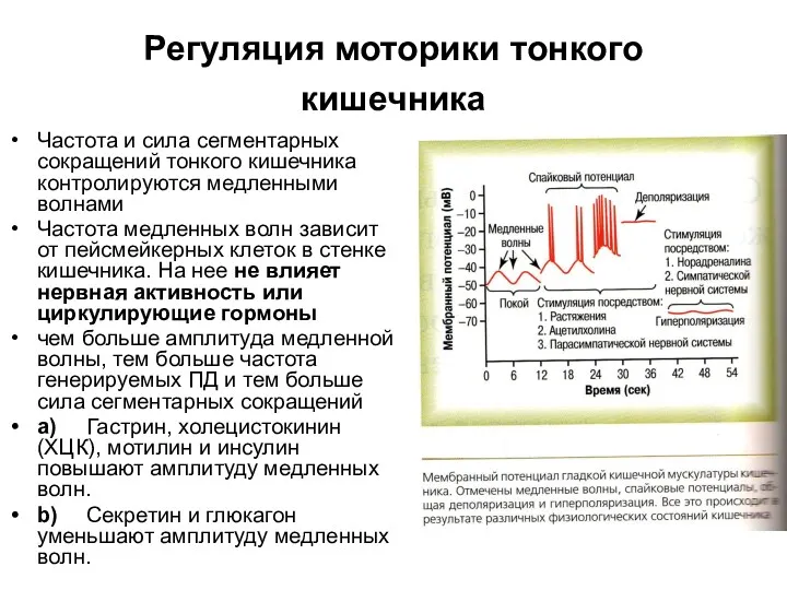 Регуляция моторики тонкого кишечника Частота и сила сегментарных сокращений тонкого кишечника контролируются медленными