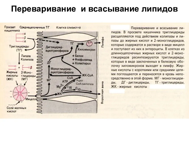 Переваривание и всасывание липидов