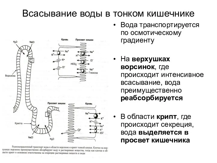 Всасывание воды в тонком кишечнике Вода транспортируется по осмотическому градиенту На верхушках ворсинок,