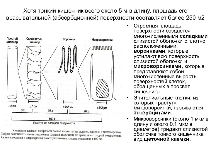 Хотя тонкий кишечник всего около 5 м в длину, площадь его всасывательной (абсорбционной)