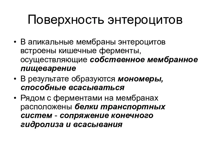 Поверхность энтероцитов В апикальные мембраны энтероцитов встроены кишечные ферменты, осуществляющие собственное мембранное пищеварение