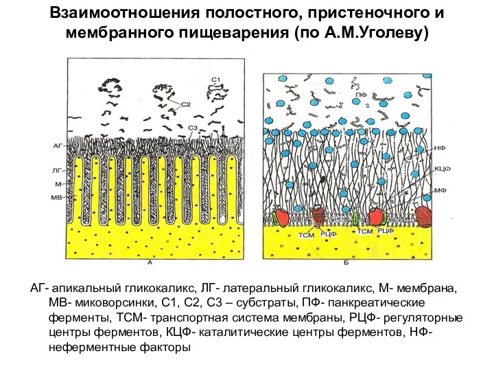 Взаимоотношения полостного, пристеночного и мембранного пищеварения (по А.М.Уголеву) АГ- апикальный гликокаликс, ЛГ- латеральный