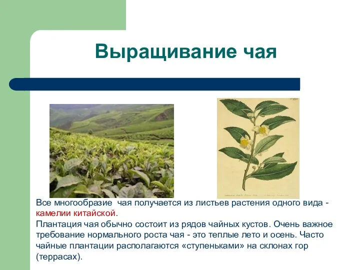 Выращивание чая Все многообразие чая получается из листьев растения одного вида - камелии