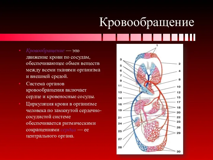 Кровообращение Кровообращение — это движение крови по сосудам, обеспечивающее обмен