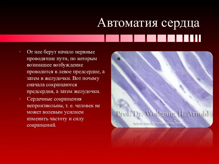 Автоматия сердца От нее берут начало нервные проводящие пути, по