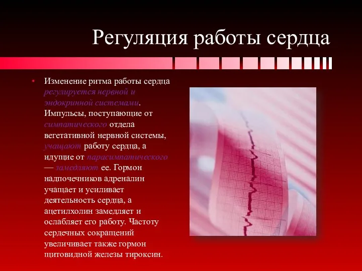 Регуляция работы сердца Изменение ритма работы сердца регулируется нервной и