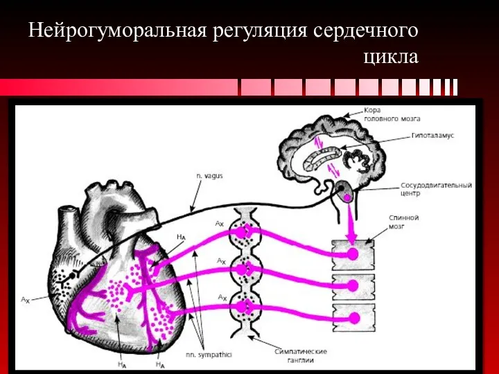 Нейрогуморальная регуляция сердечного цикла