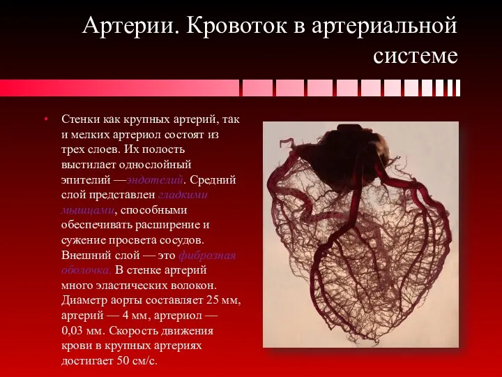 Артерии. Кровоток в артериальной системе Стенки как крупных артерий, так