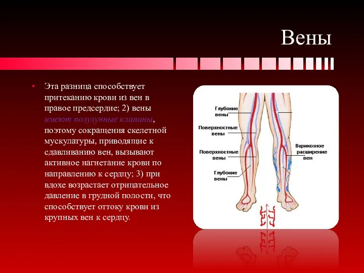 Вены Эта разница способствует притеканию крови из вен в правое