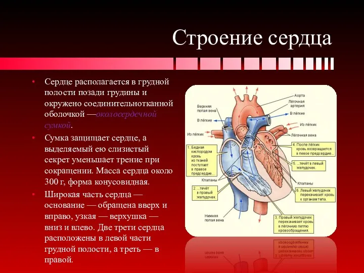 Строение сердца Сердце располагается в грудной полости позади грудины и