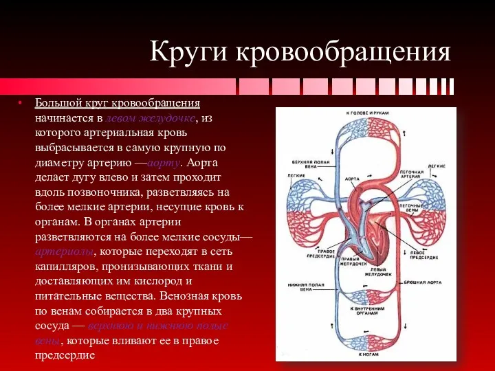 Круги кровообращения Большой круг кровообращения начинается в левом желудочке, из