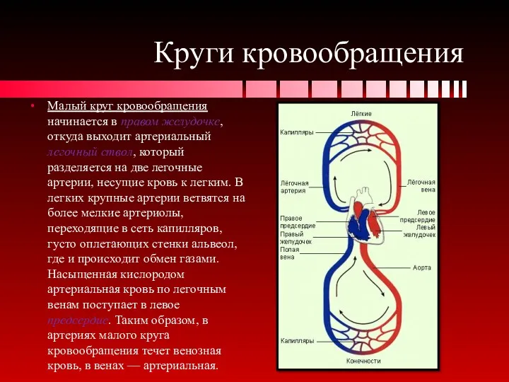 Круги кровообращения Малый круг кровообращения начинается в правом желудочке, откуда