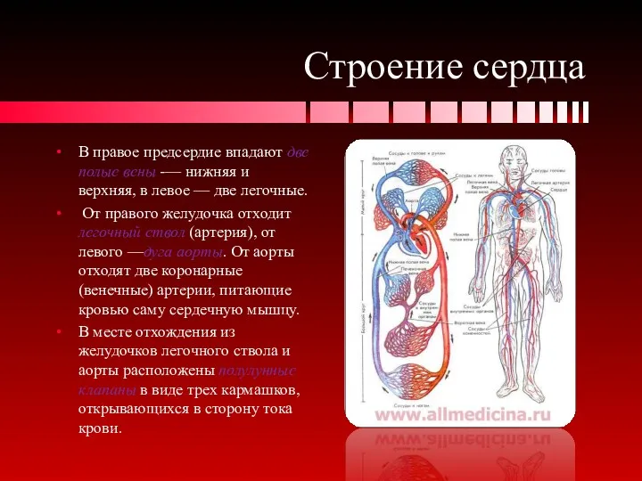 Строение сердца В правое предсердие впадают две полые вены -—