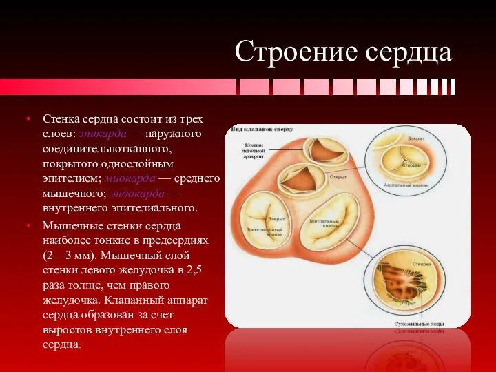 Строение сердца Стенка сердца состоит из трех слоев: эпикарда —